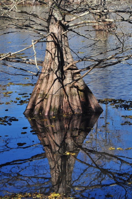 cypress trees in water